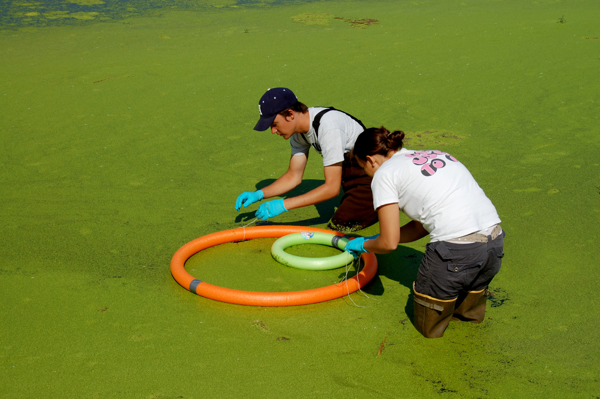 Students in a pond collecting duckweed