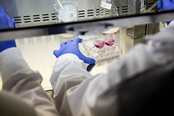 Biological Engineers Publish Study on Treating Cytomegalovirus